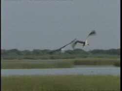 MS/WA Cranes taking off, circling and landing again, Gujarat, India Stock Footage