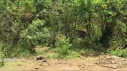 Baby elephants in an elephant sanctuary News Clip