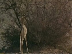 MS Arabian gazelle, Gazella arabica, browsing on shrub, Jiddat al Harasis desert, Oman Stock Footage