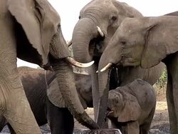 MS Group of African Elephant drinking water Near Chobe River / Chobe Game Reserve, Botswana, South Africa Stock Footage