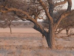 MS SLO MO TS PAN Small birds in flcok feeding on ground and moving   / Central Kalahari Game Reserve, Botswana Stock Footage