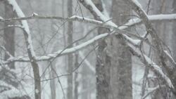 SCIENTISTS CREATE ICE STORMS TO STUDY NATURE'S CHILLY RESPONSE Instructional Video