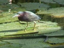 Green heron in the swamp 5  60i Stock Footage