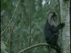 WA Liontail macaque, Macaca silenus, sitting on branch, then climbs up trunk, Western Ghats, India Stock Footage