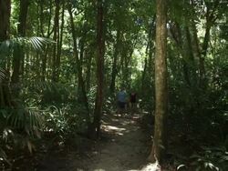 WS, Couple hiking in tropical rainforest, Mossman, Queensland, Australia Stock Footage