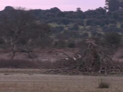 Common Cranes (Grus grus), at their roost on Lake Cubillar, Caceres Province in Extremadura, Spain Stock Footage