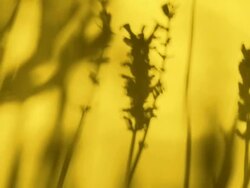 Wheat in yellow background Stock Footage