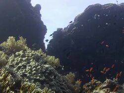 Coral Reef Stock Footage
