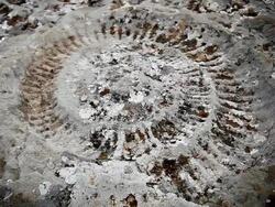 C/U ammonite fossil (zoom in) Stock Footage
