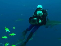 Silky sharks facing camera, Saudi Arabia, Gulf  Stock Footage
