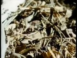 CU snake, side view of head on straw beginning to shed skin, loose transparent eye goggle, sequence Stock Footage
