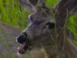 White-Tailed Deer Feeding Stock Footage
