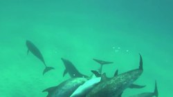 Denise Herzing: Could we speak the language of dolphins? Instructional Video