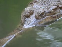 Crocodile Stock Footage