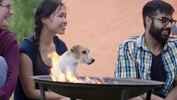 Camping with a Group of Friends Stock Footage