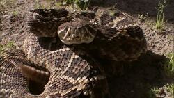 A rattlesnake shakes its rattle. Stock Footage