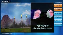 The Water Cycle: From Evaporation to Precipitation Instructional Video