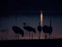 European Cranes (Grus grus) silhouetted on shore, North East Extremadura in Dehesa. Stock Footage