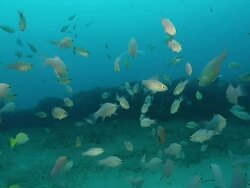 MS POV Shot of Rocky reef with various fish swimming and drifting with the surge / Matola, Maputo, Mozambique Stock Footage