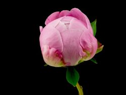 Pink Peony Time Lapse Stock Footage
