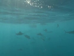 MS TS Sailfish schooling to hunt bait ball / Playa del Carmen, Isla Mujeres, Mexico Stock Footage