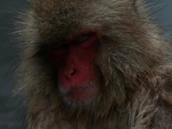 MS Snow Monkey (Japanese Macaque) in Hot Spring / Jigokudani, Nagano, Japan Stock Footage