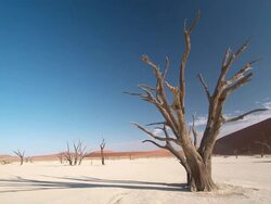 WS T/L View of Surreal landscape with bare skeletal trees, immense red dunes beyond, saltflat intense blue sky / Sossusvlei, Windhoek, Namibia  Stock Footage