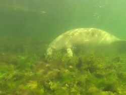 Manatee, eating close up. Crystal River, Florida, USA  Stock Footage