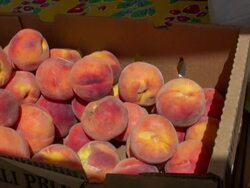Peaches for sale at farmers market in Denver, Colorado Stock Footage