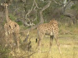 MS PAN Shot of two young giraffe standing and walking / Okavango Delta, North-West District, Botswana Stock Footage