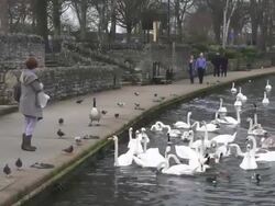 MS Woman walking and feeding ducks and swans near pond / Wiltshire, England, United Kingdom Stock Footage