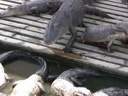 Big Alligator Walking Over Smaller Ones Stock Footage