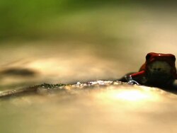 Medium Shot Slow Motion - Poison dart frog leaps up and out of frame / Costa Rica Stock Footage