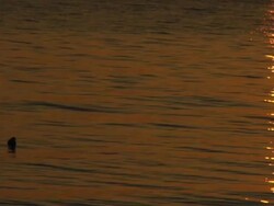 Duck in water Stock Footage