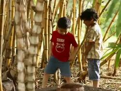 Two boys urinating in a forest  Stock Footage