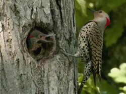 CU Northern flicker feeding young in tree cavity / Moira River at Madoc, Ontario, Canada Stock Footage