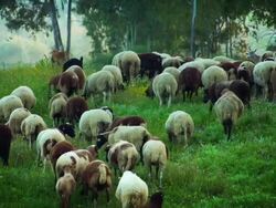 Flock of sheep and goats Stock Footage