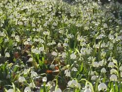 HD DOLLY: Field Of Spring Snowflakes Stock Footage