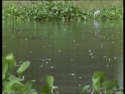 Large group of termites hatching on river water, flying about, water hyacinth leaves in background, India Stock Footage