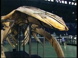 Dinosaur remains go on sale at auction house News Clip