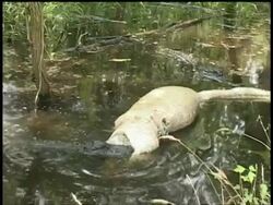 Alligator in swamp biting dead carcasses tail, another swims up as first swims away, Brazos Bend State Park, Texas, USA Stock Footage