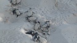 Introduction to Reproductive Strategies Instructional Video