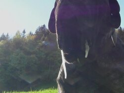 Slime In The Sun Stock Footage