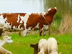 Cows and goats Stock Footage