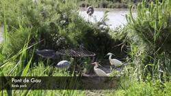 France, Bouches-du-Rhone - Camargue Park Stock Footage