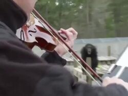 Chimpanzee listens to violinist Stock Footage