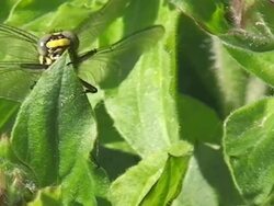 Yellow Dragonfly Stock Footage