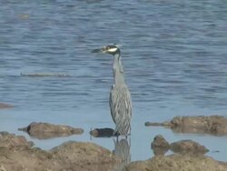 YC heron watch Stock Footage