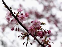 Cherry Blossoms in Japan Stock Footage