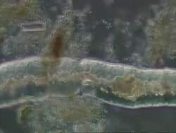 Planarian worm swimming gracefully Stock Footage